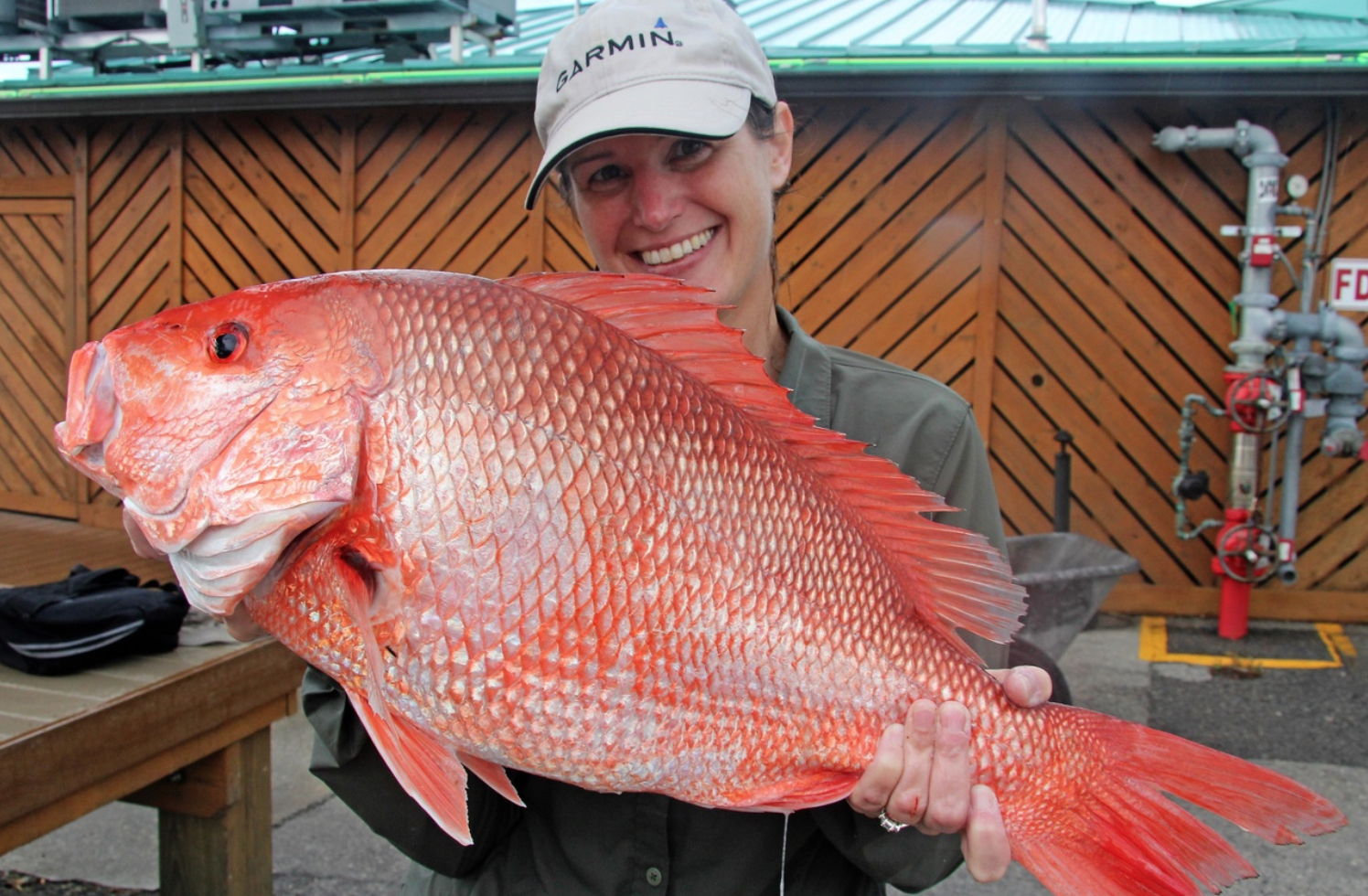 snapper-photo courtesey of Fish and Wildlife Research Institute.