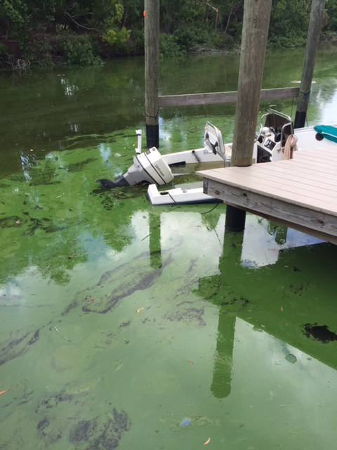 FloridaEnvironmentalProposals--GreenAlgae3