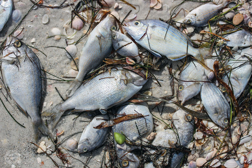 FishKill_RedTidex860 FishKill_RedTidex860