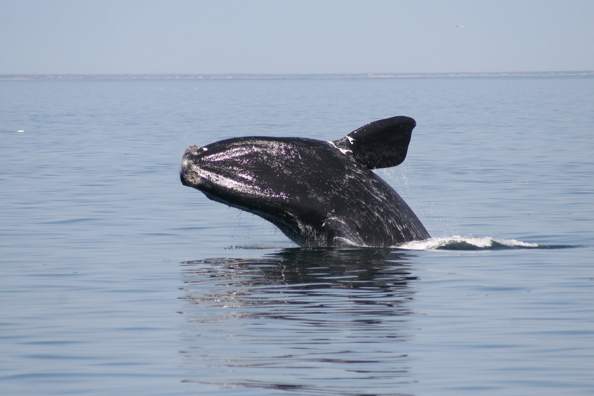 Right-whale-breach Right-whale-breach
