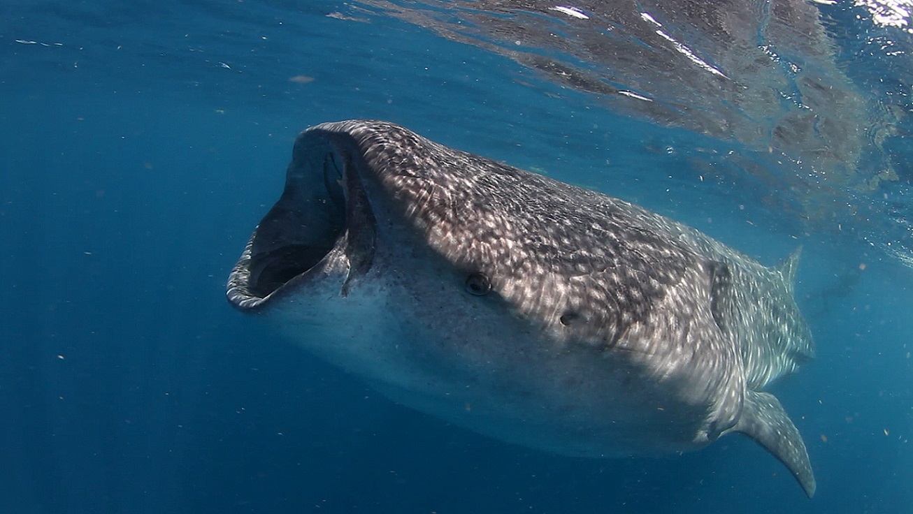 WhaleShark – credit George Schellenger WhaleShark - credit George Schellenger