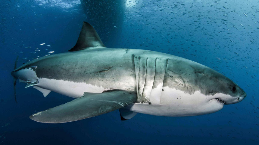 White-shark_2b_Byron_Dilkes_Photox860