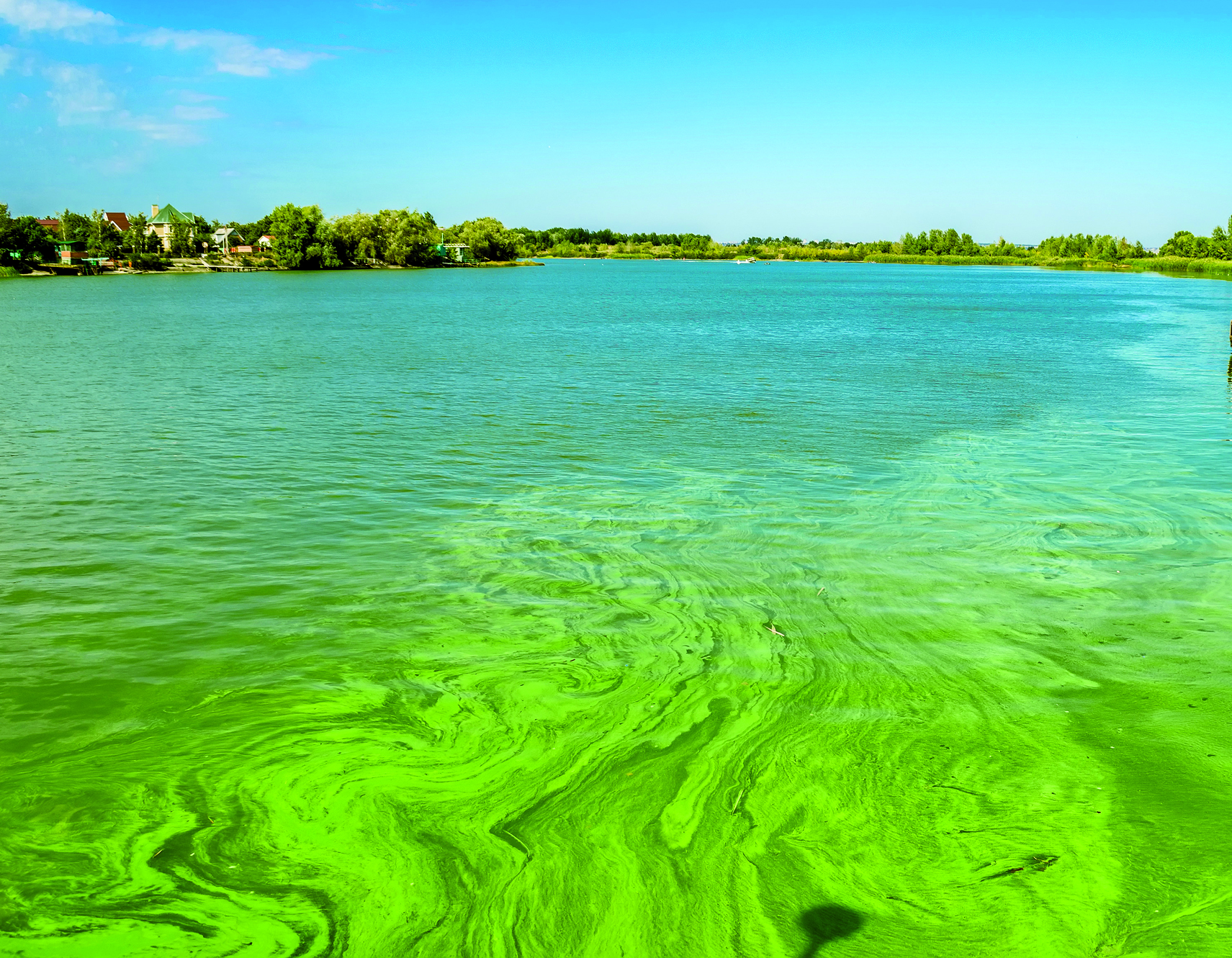 BluegreenAlgae BluegreenAlgae