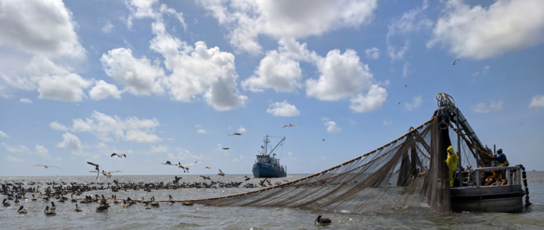 menhaden 1 menhaden 1