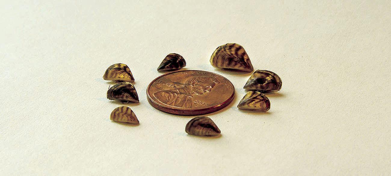 Zebra-mussles Zebra-mussles
