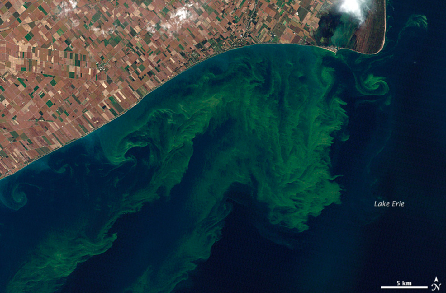 algae algae