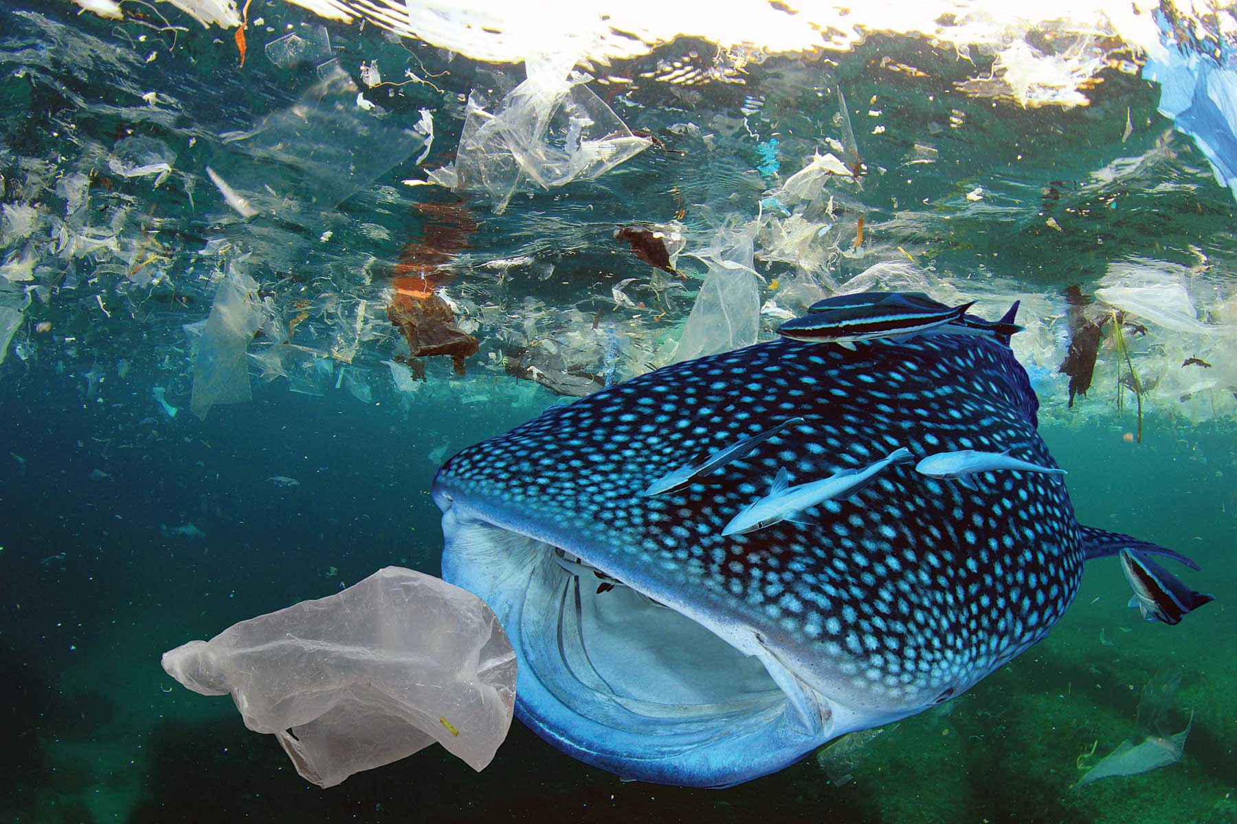 1.-Reagan’sPlasticStory_1800 1.-Reagan'sPlasticStory_1800