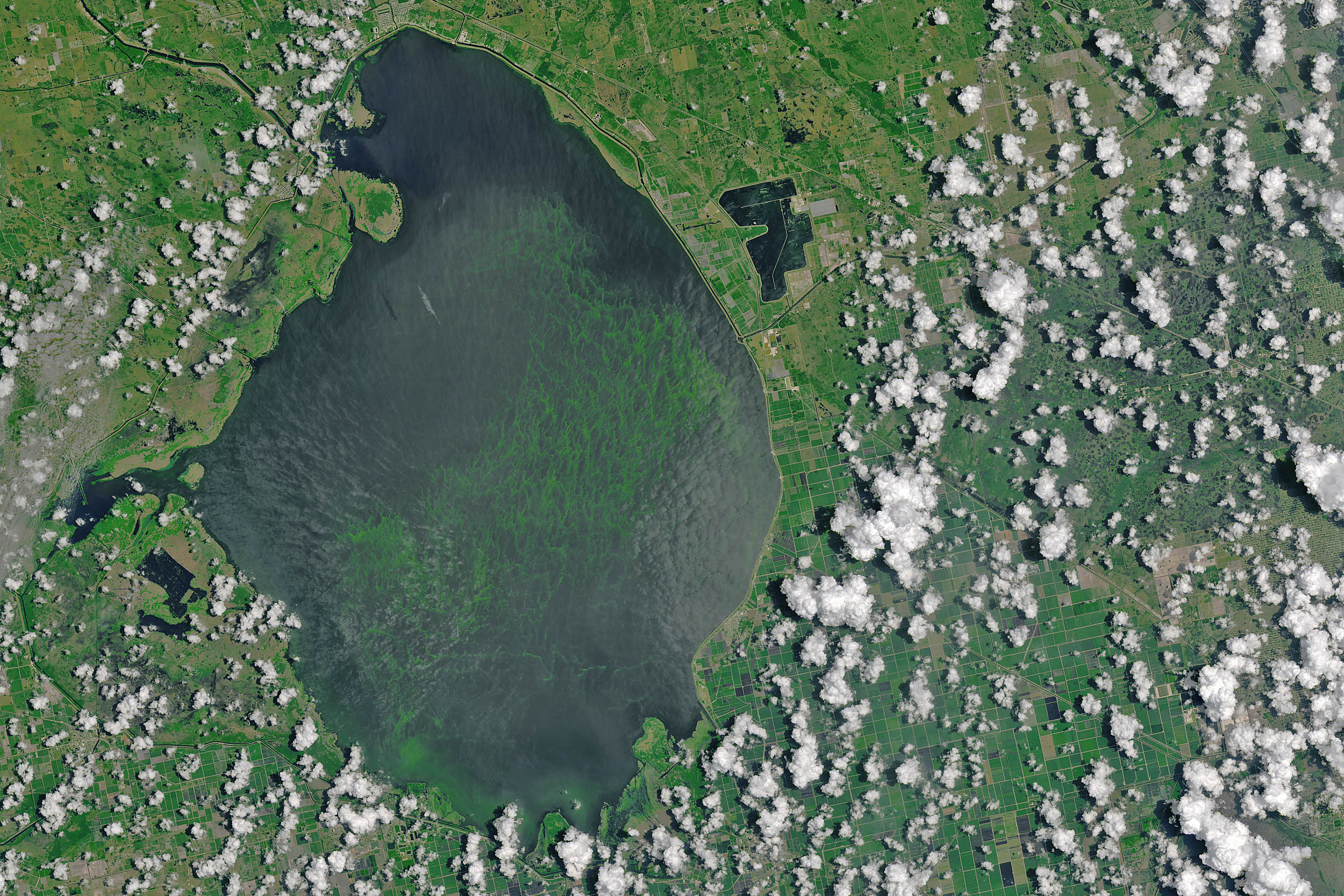 algae-bloom-Lake-Okeechobee-070216_2big_landsat8_nasa