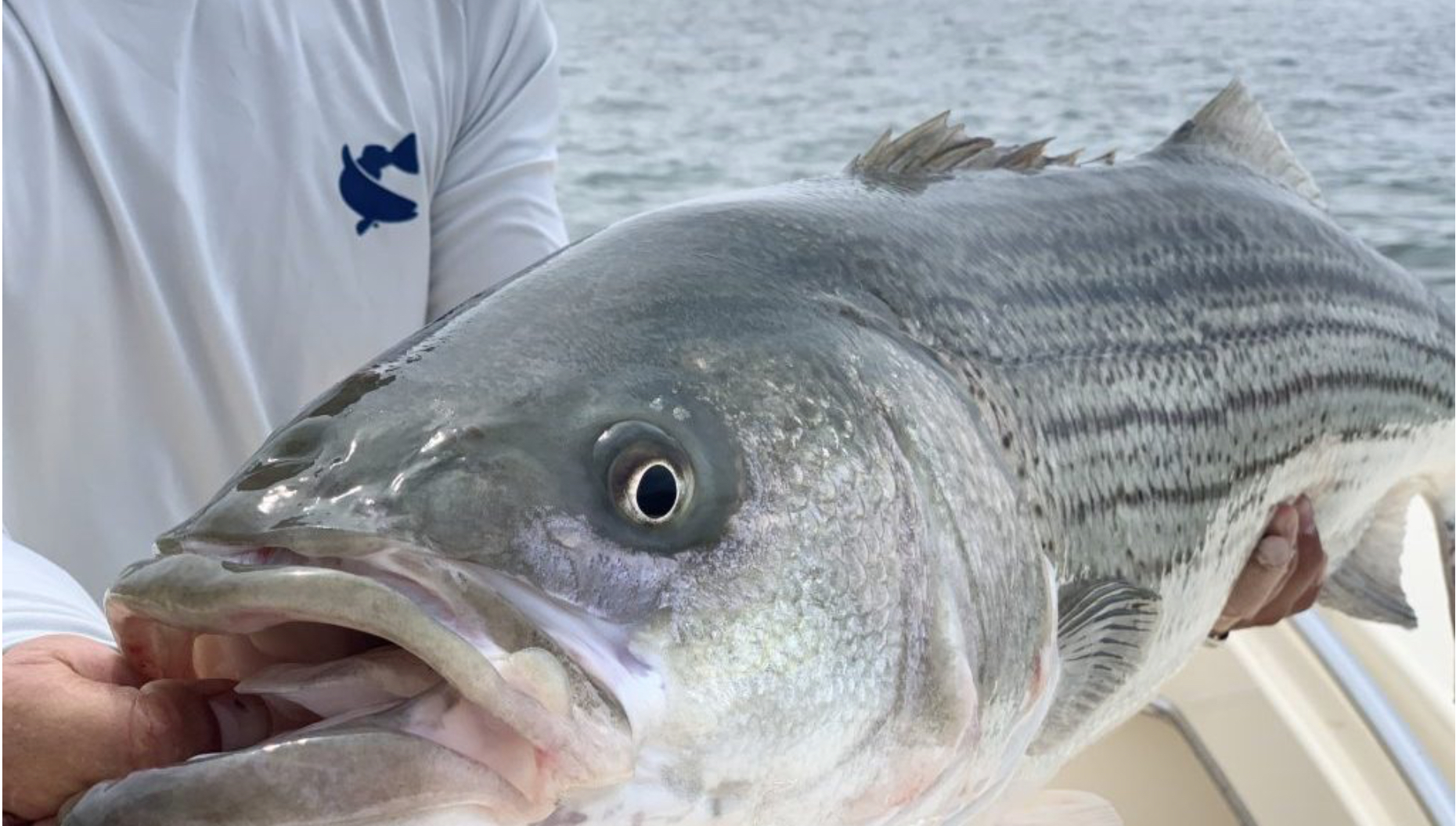 striper striper