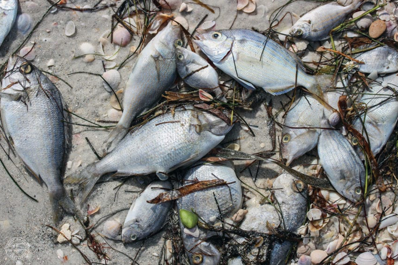 red tide red tide