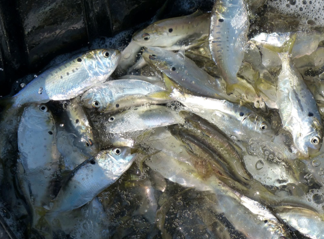 omega overfishing- menhaden omega overfishing- menhaden