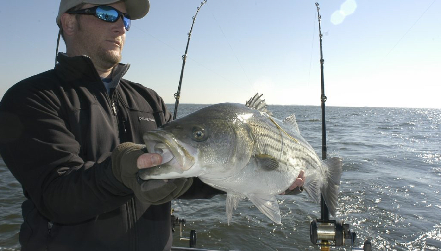 striped bass striped bass
