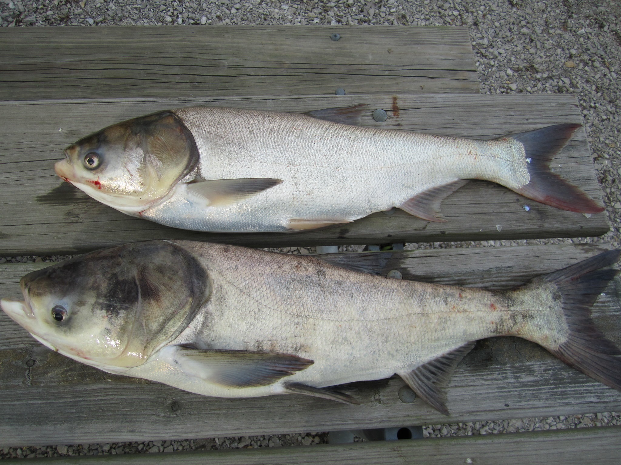 2. LeadStoryCarps 2. LeadStoryCarps