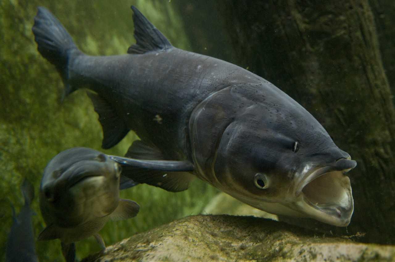 AsianCarp AsianCarp