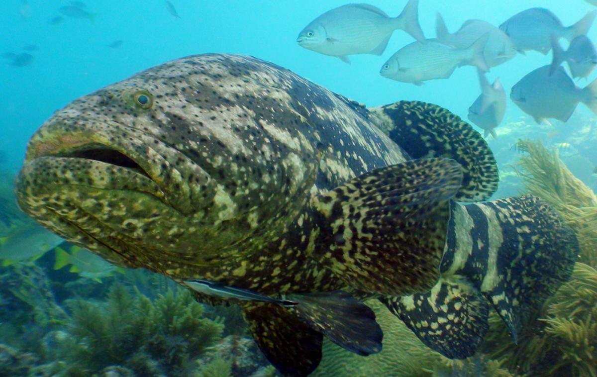 Goliath-grouper Goliath-grouper