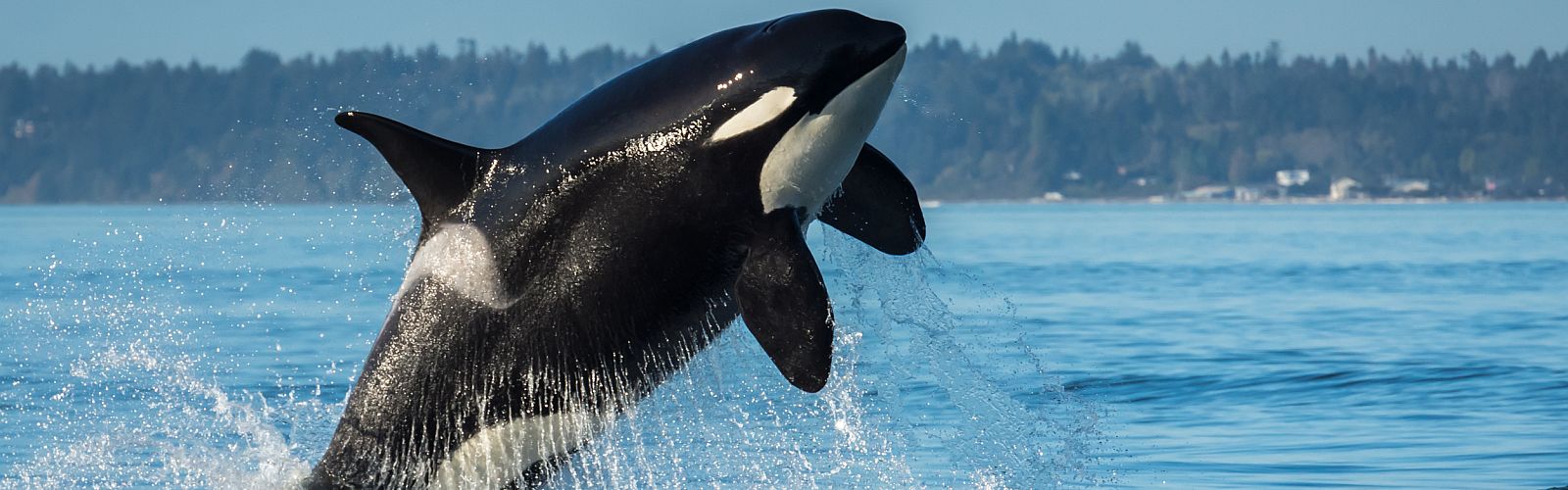 Killer-Whale Killer-Whale