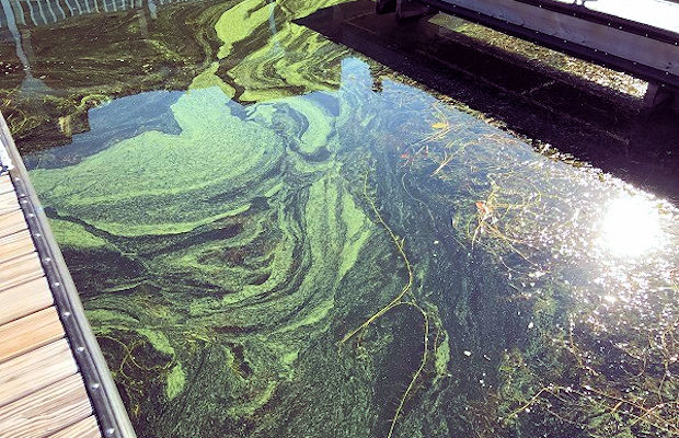 1. Lead NEw Jersey Algal_Blooms 1. Lead NEw Jersey Algal_Blooms