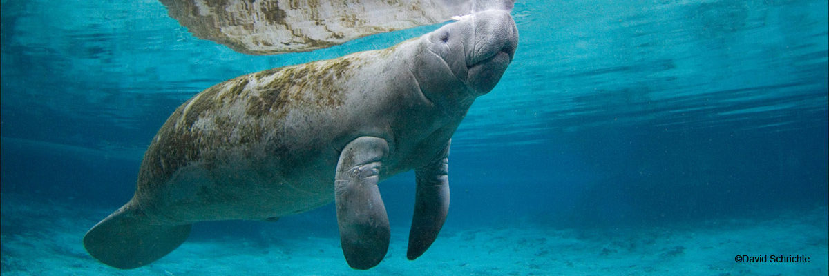 Manatee Manatee
