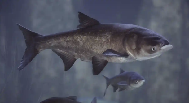 Asian-carp