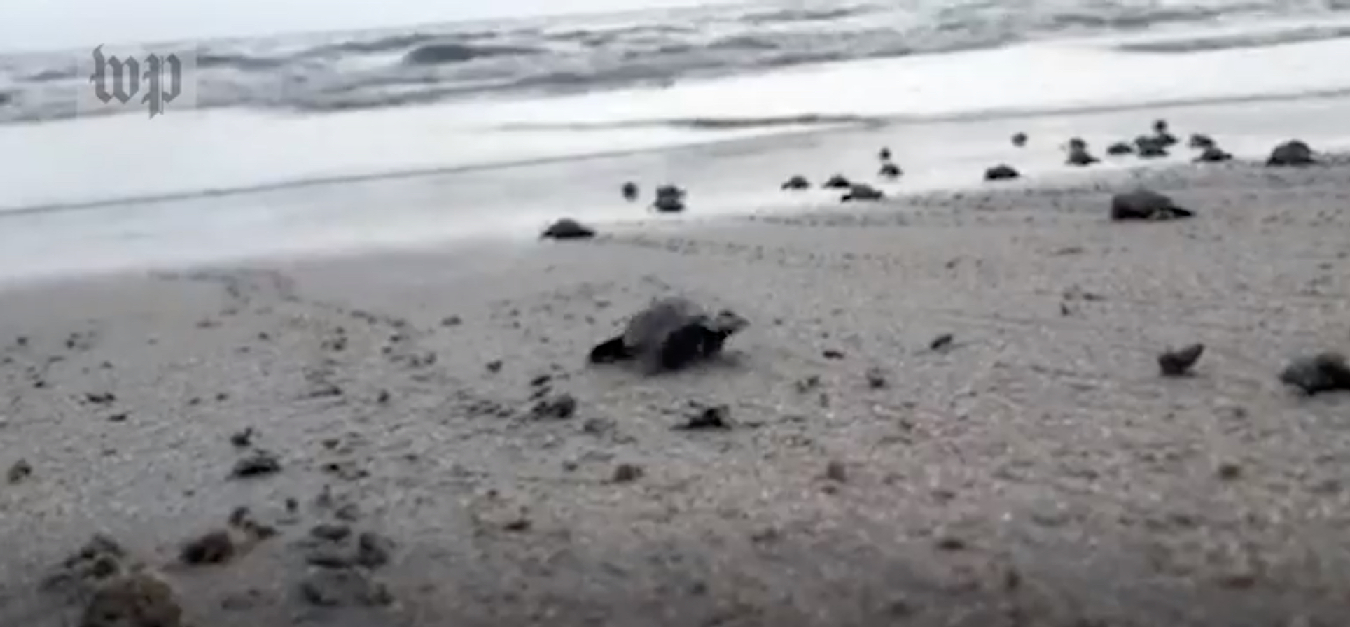 sea turtles sea turtles