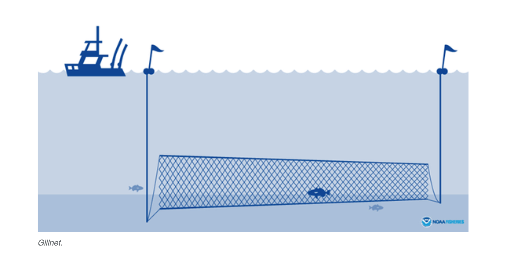 asa - gillnet