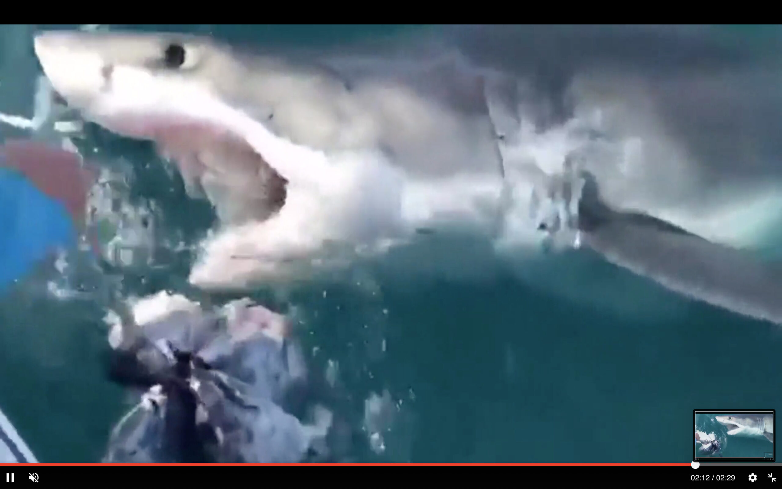 shark