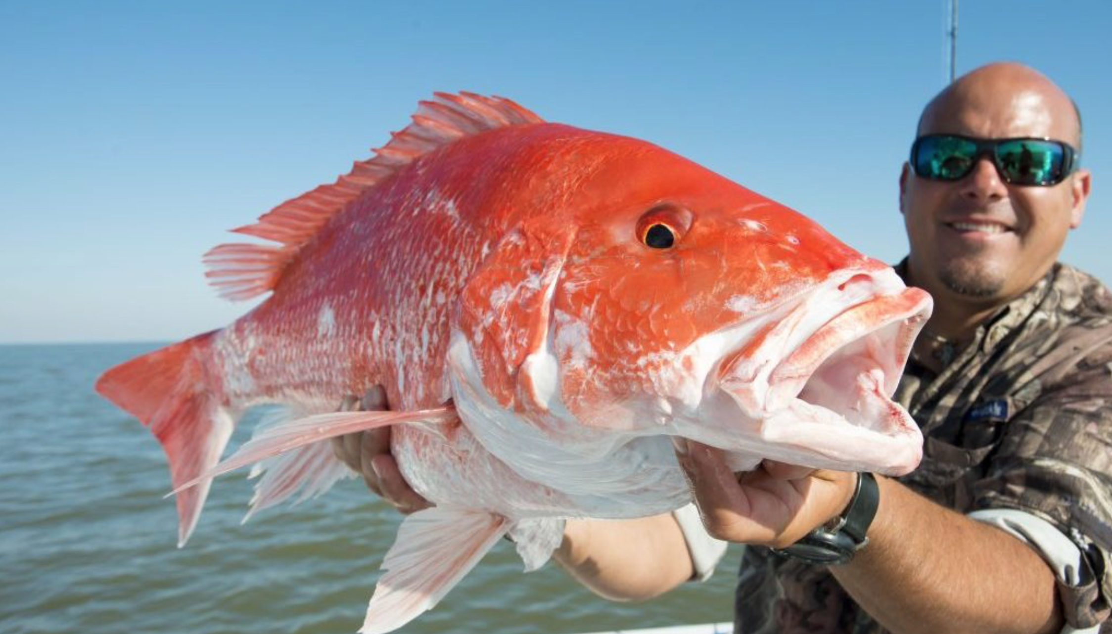 snapper