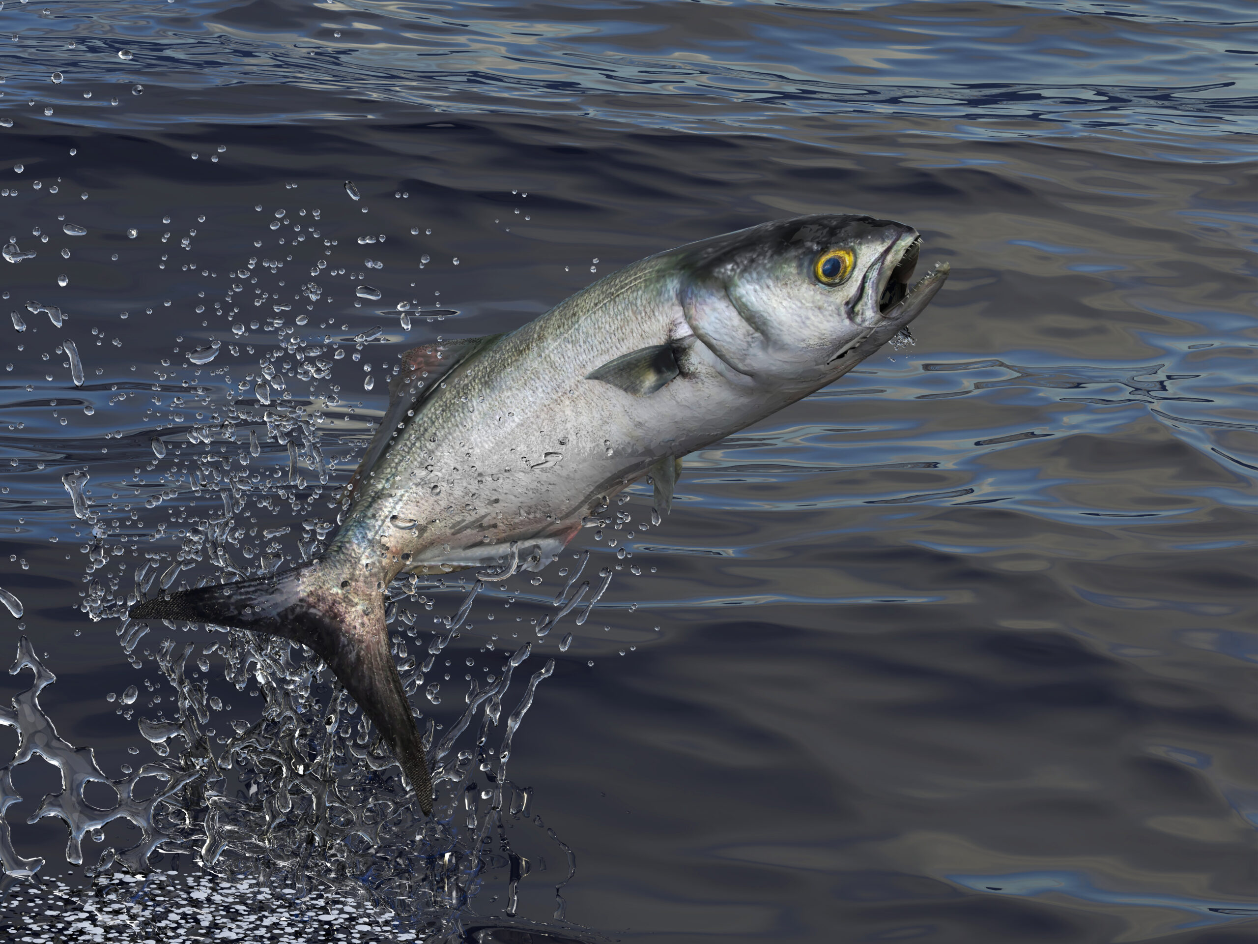 bluefish