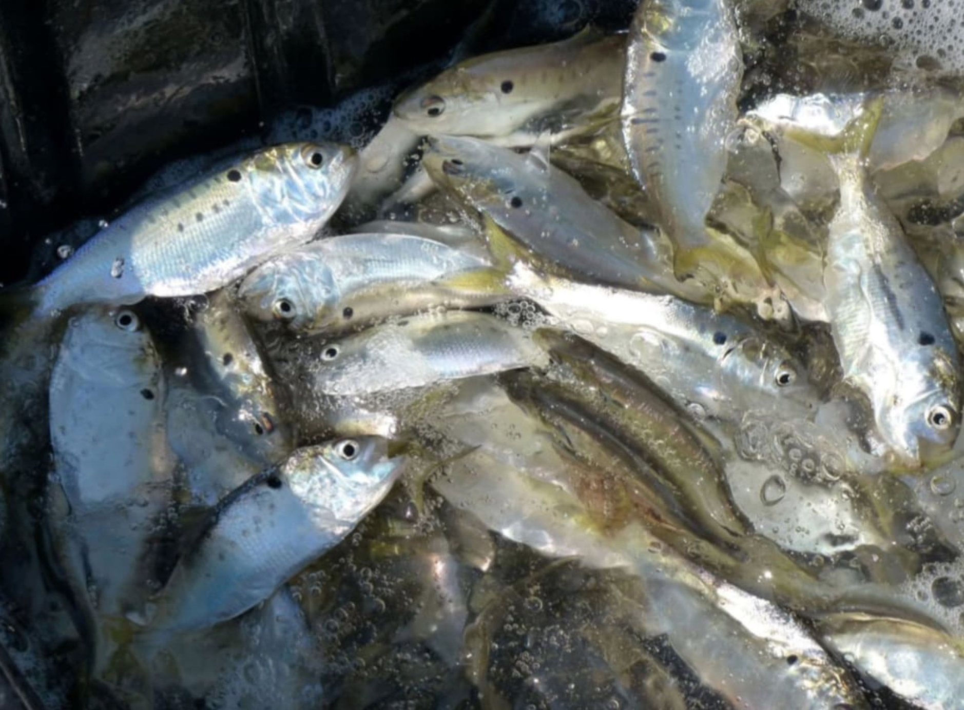 menhaden