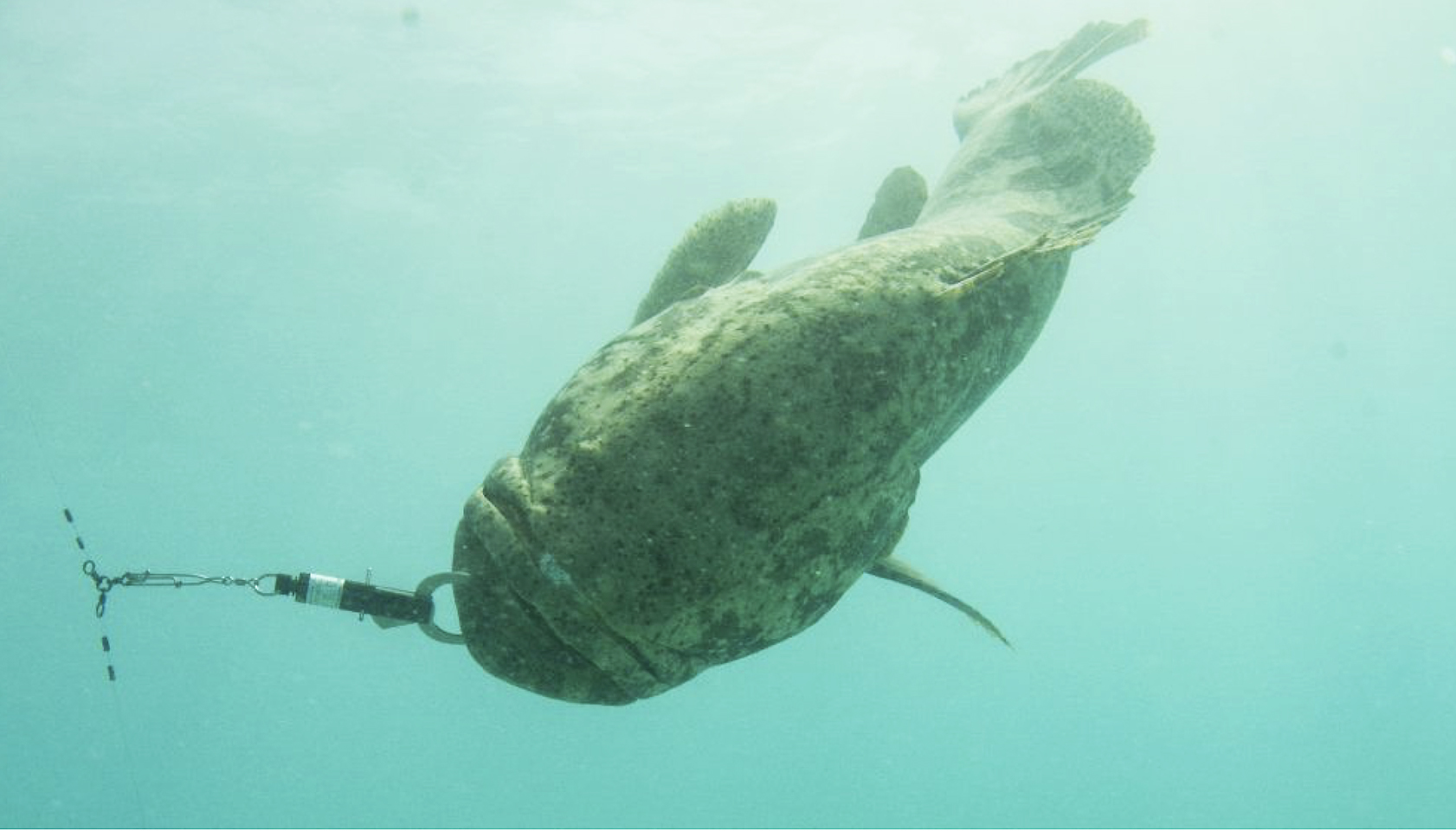 Reef fish from CSP website