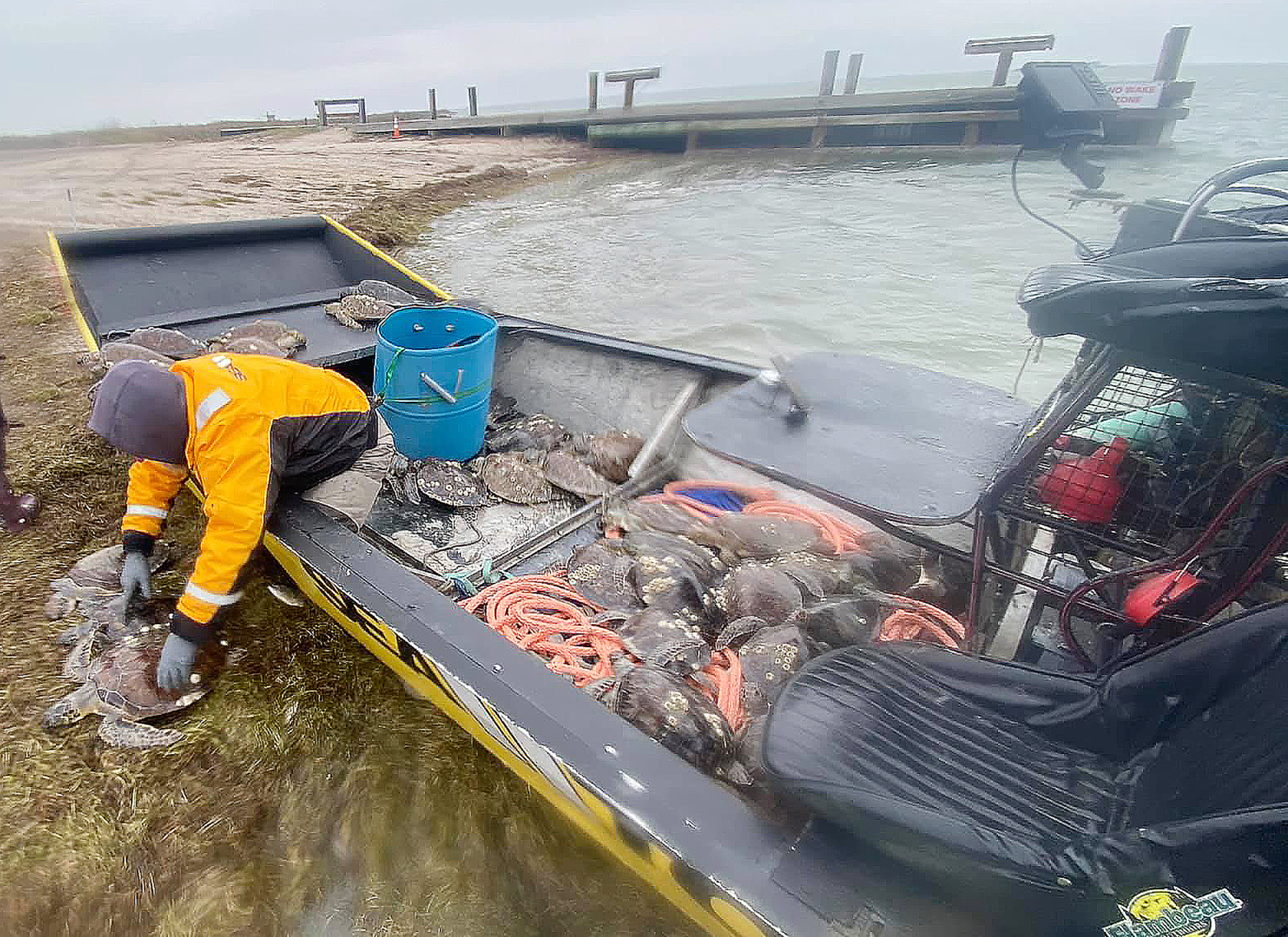 SeaTurtles_Rescue#1