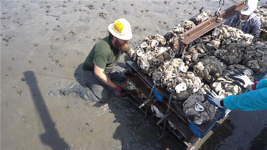 1_YAMAHA The construction of oyster reefs off Georgia is one of the projects Yamaha Rightwaters supports. PHOTO COURTESY YAMAHA RIGHTWATERS