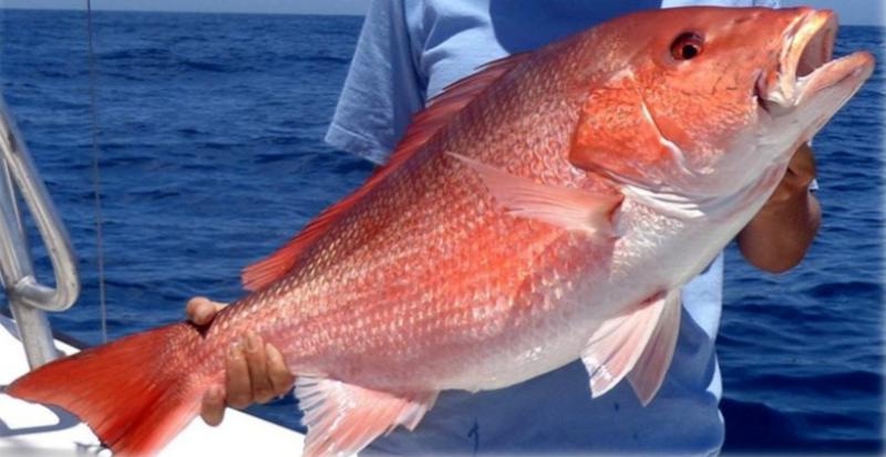 1_NMMA PHOTO COURTESY NOAA FISHERIES