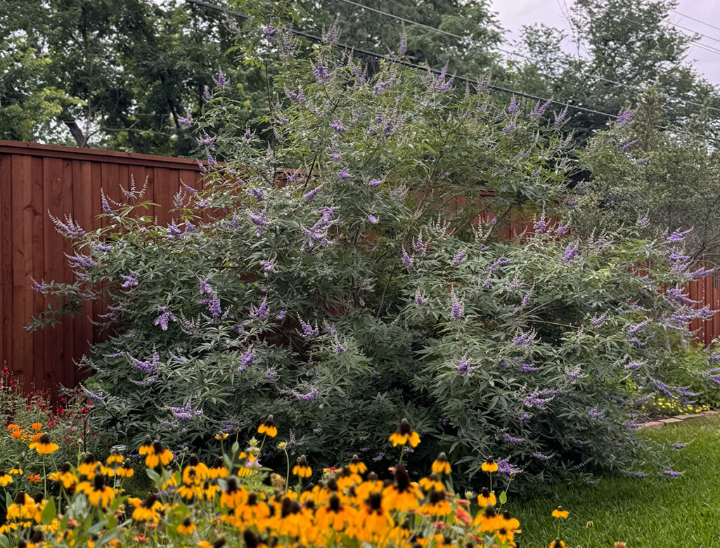 Vitex in bloom looking more like a shrub than a tree in a pollinator garden.