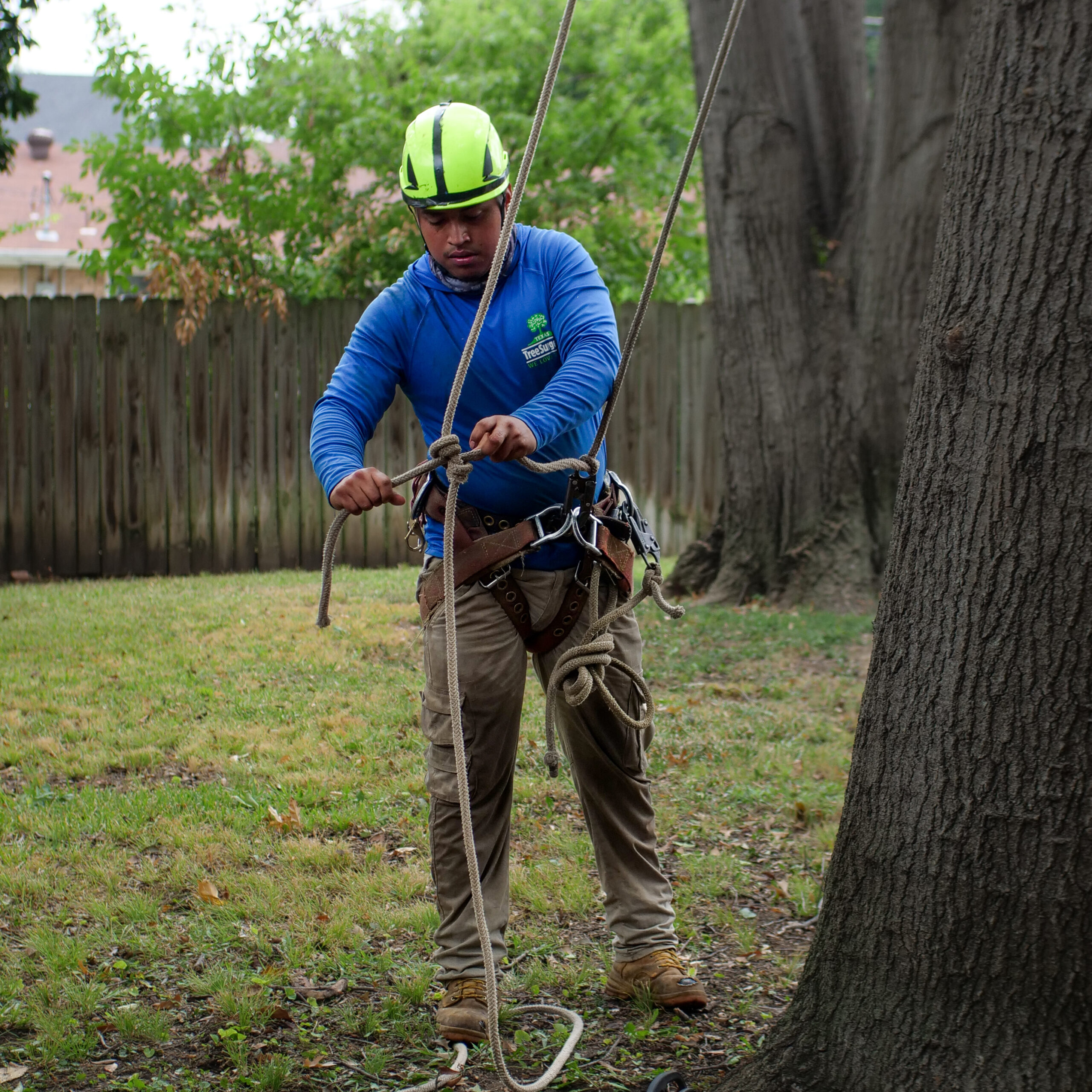 McKinney Tree Removal