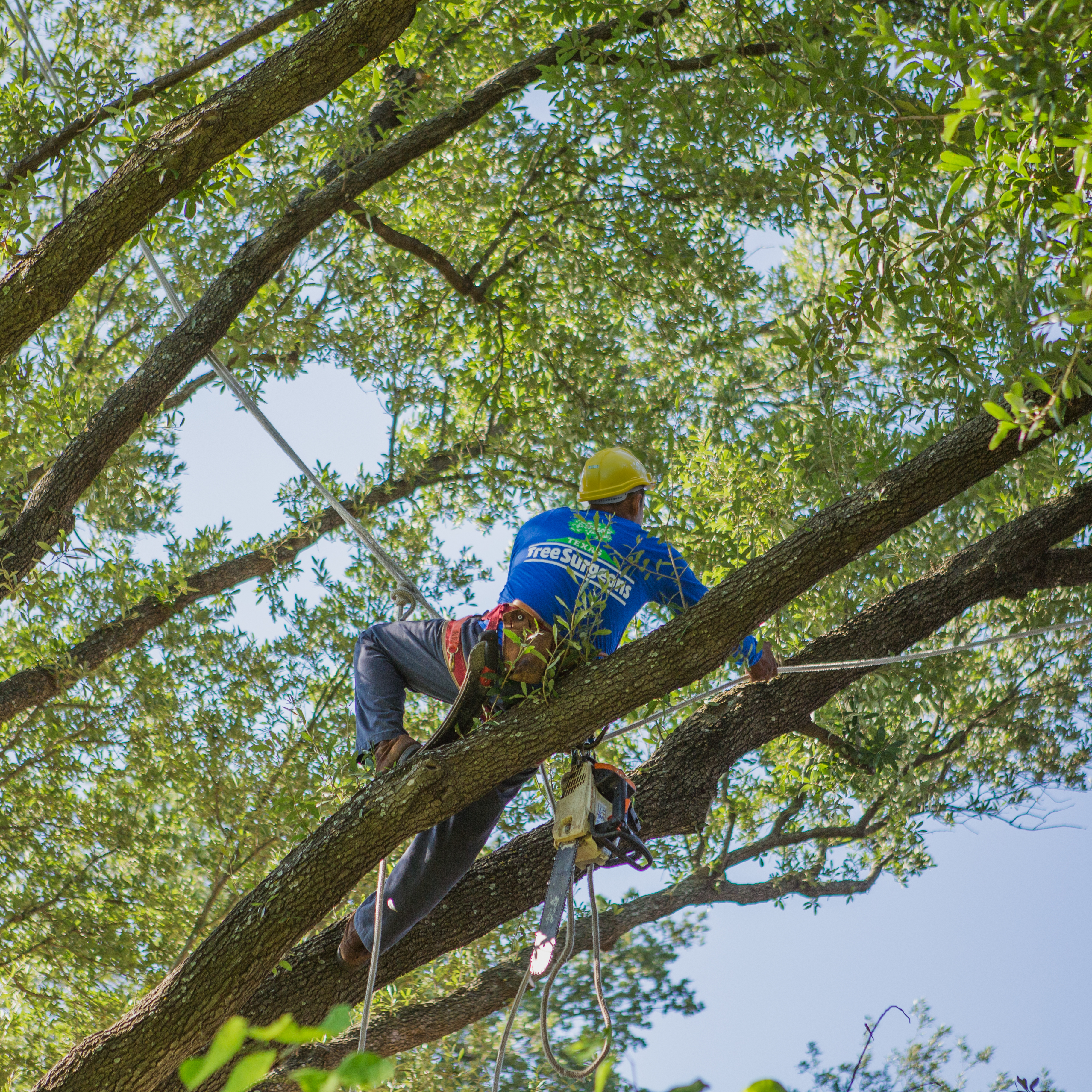 Frisco Tree Trimming