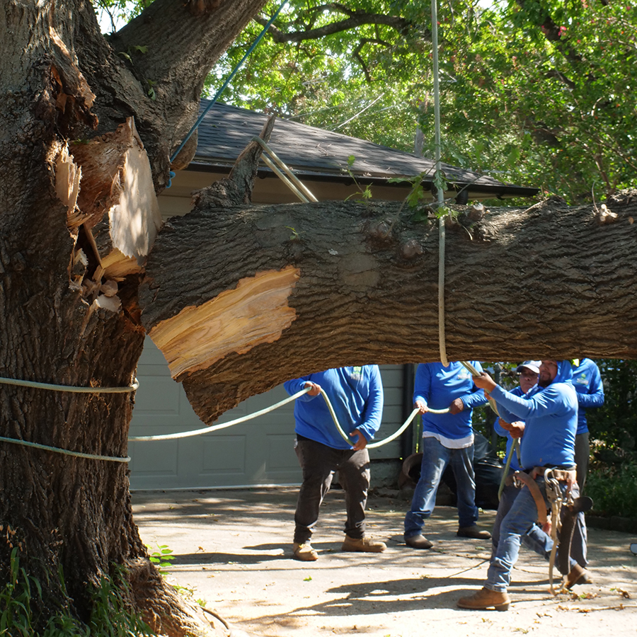 Highland Park Tree Removal