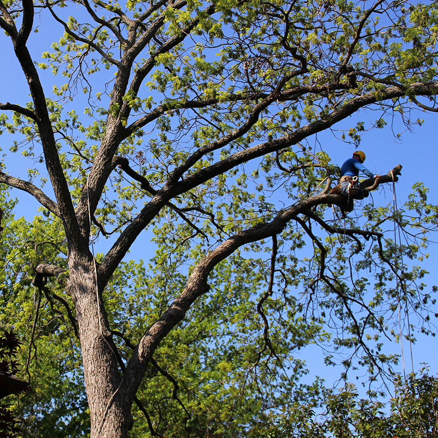 Highland Park Tree Trimming