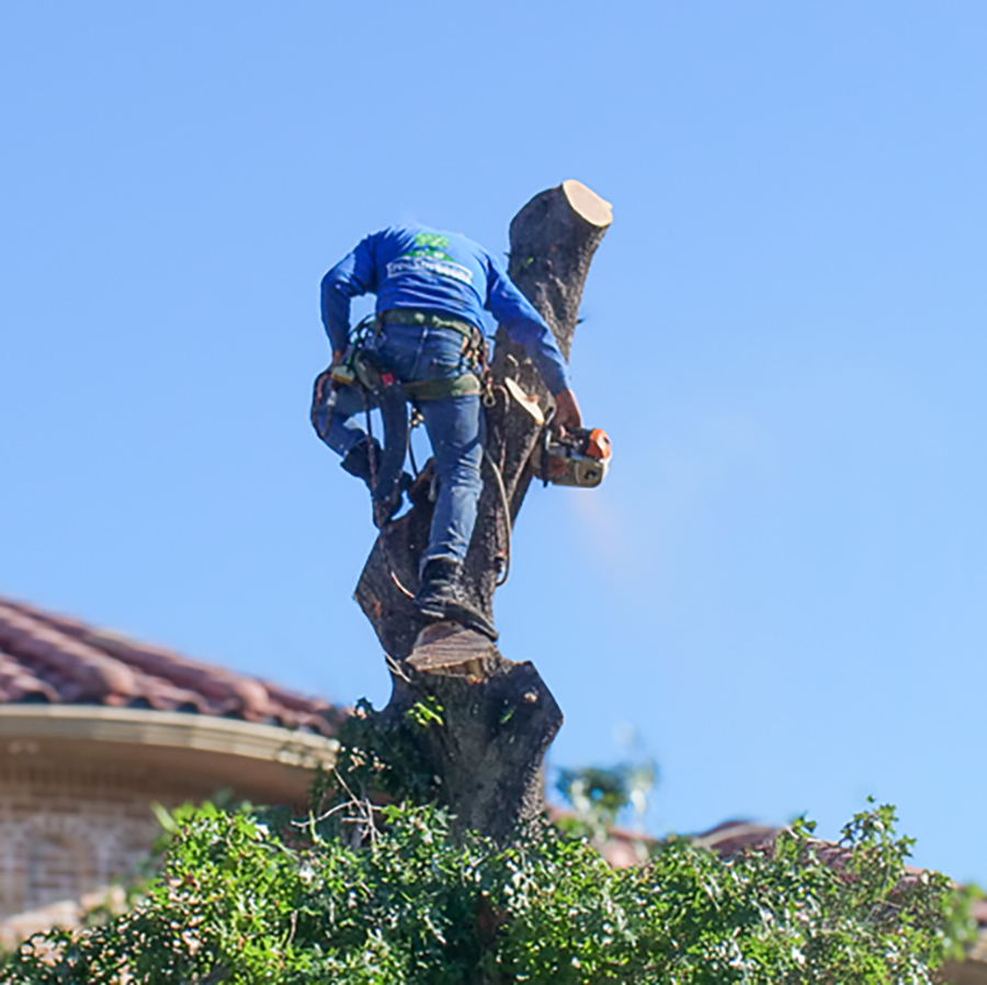 Coppell Tree Removal