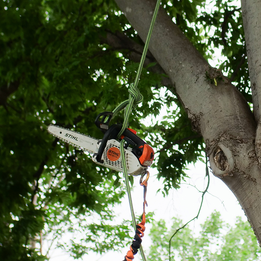 Colleyville Tree Trimming