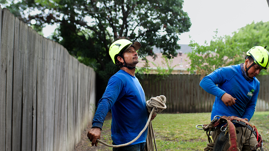 Irving Tree Trimming