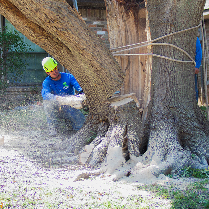 Denton Tree Removal