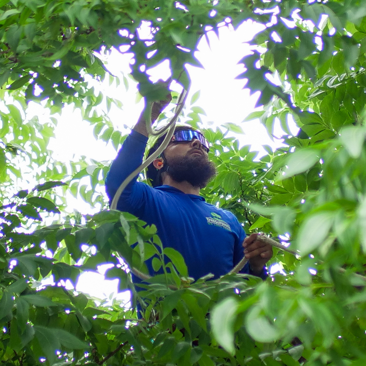 Denton Tree Trimming