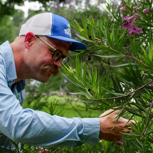Denton Arborist Services