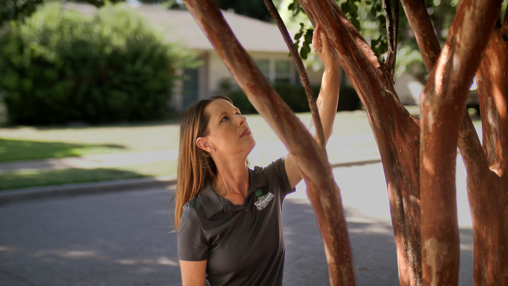 The Best Way to Protect Your Trees From FreezeDamage Tree Care