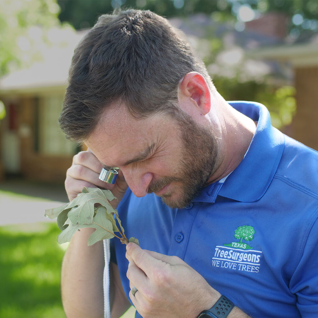 Inspecting leaf for possible diseases or pests.