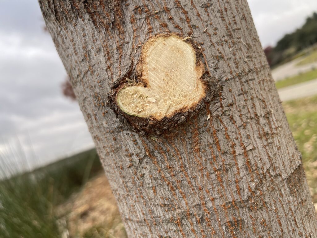 we love trees