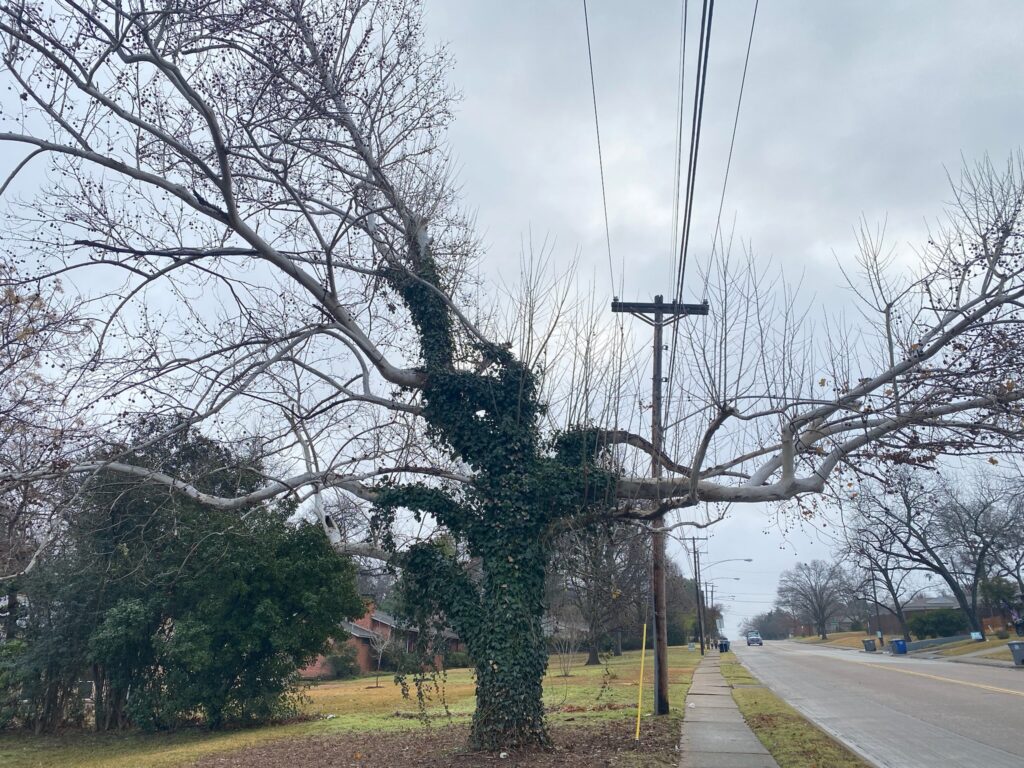 Urban tree being chocked out by ivy and severely pruned by oncor because of power lines