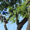 Climber in tree using rigging while wearing ANSI Z133 complaint equipment.
