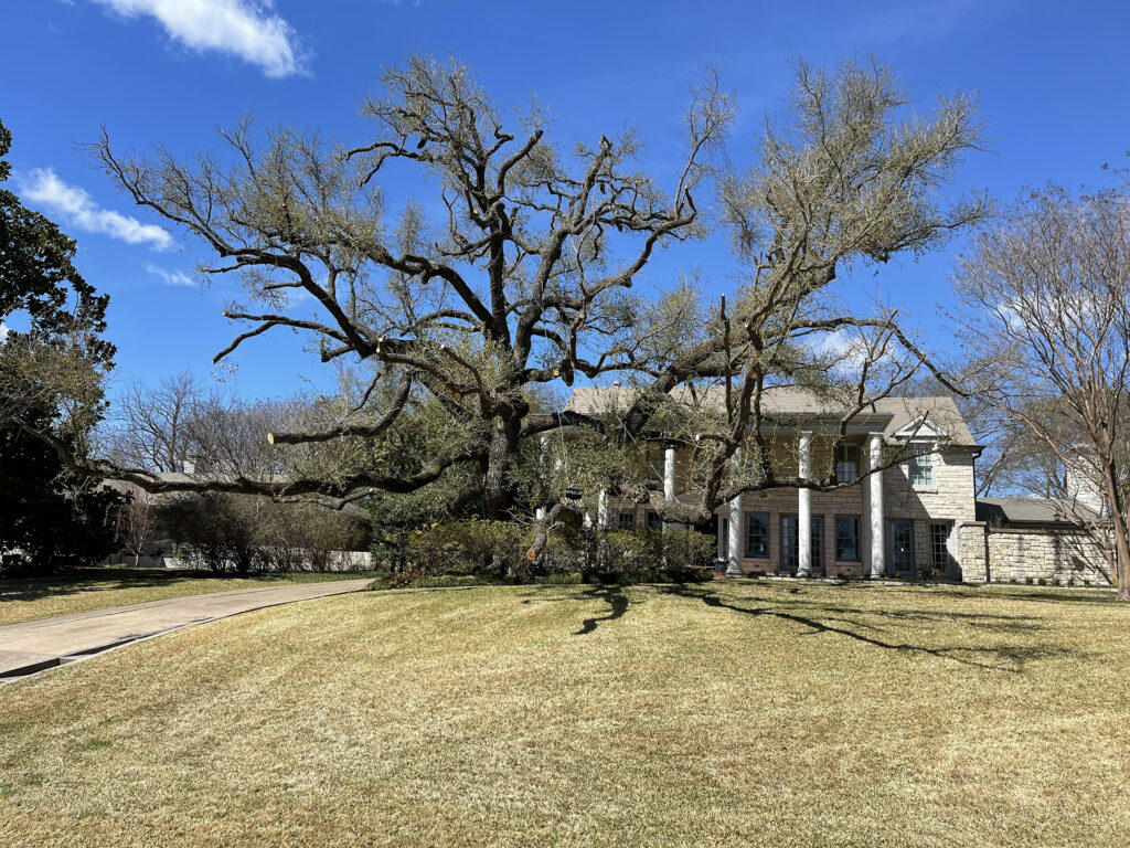 Improperly over pruned tree with blunt cuts and cabling not following ANSI A300 tree care standards